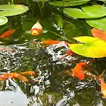 Buddhas Bed & Wellness - Retreat - Feel Good Food - B&b- Mit Viel Herz Fuer Koerper Geist & Seele Bed & Breakfast 4*