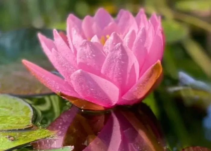 Buddhas Bed & Wellness - Retreat - Feel Good Food - B&b- Mit Viel Herz Fuer Koerper Geist & Seele